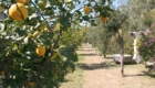 viale-dei-limoni