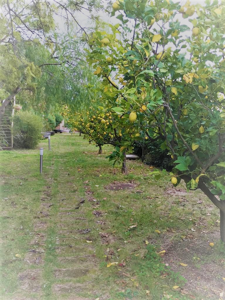 viale-dei-limoni-sfumato